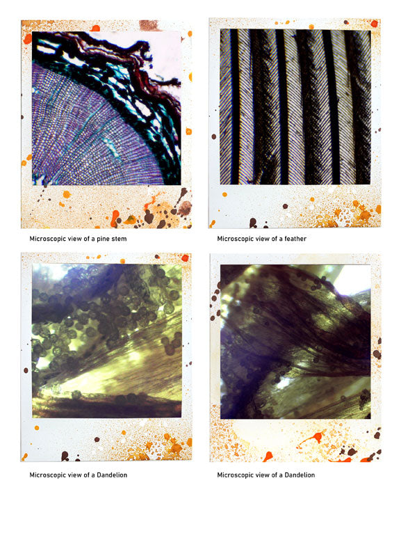 Beautiful 3 - ADD ON - Polaroid images -digital download