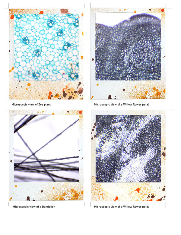 Beautiful 3 - ADD ON - Polaroid images -digital download
