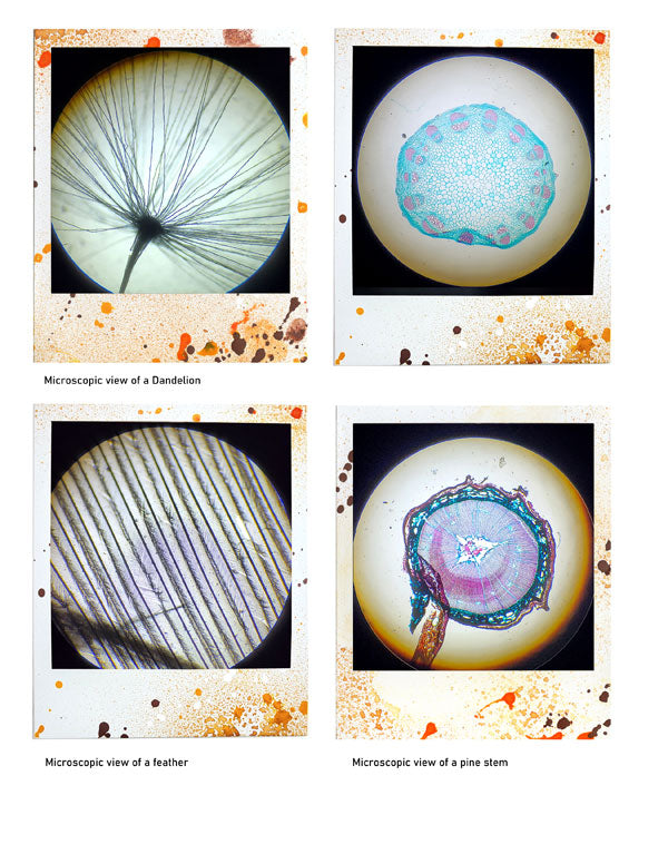 Beautiful 3 - ADD ON - Polaroid images -digital download