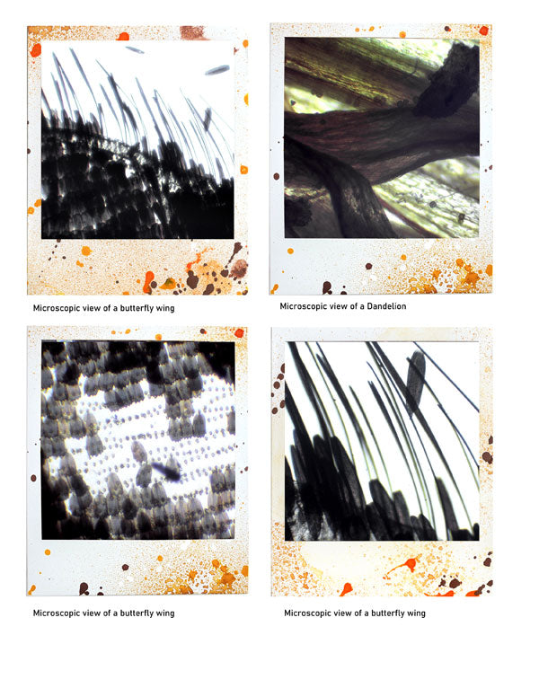 Beautiful 3 - ADD ON - Polaroid images -digital download