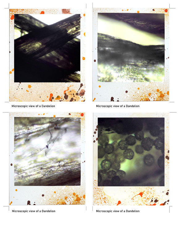 Beautiful 3 - ADD ON - Polaroid images -digital download